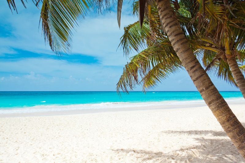 Caribbean white sandy beach with palm trees